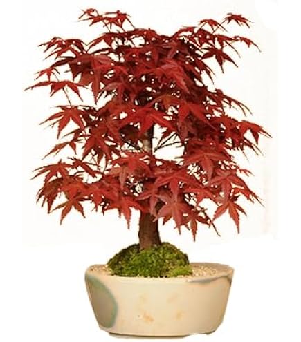 Amazon.co.jp: 清香園 小さな森が楽しめる楓 カエデ 寄せ植え楓林の